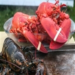 *14 JUMBO LOBSTERS  2.0 - 2.25 lbs.